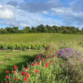 Du coté de la vigne - Printemps 2026